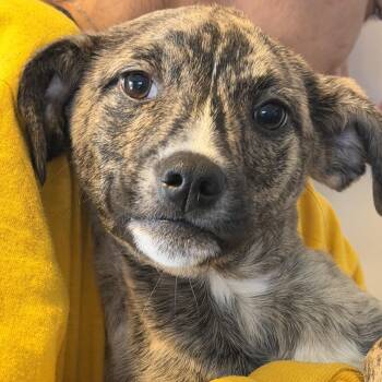 Mixed Breed Dogs Available for Adoption - Sweet Potato | PetCurious