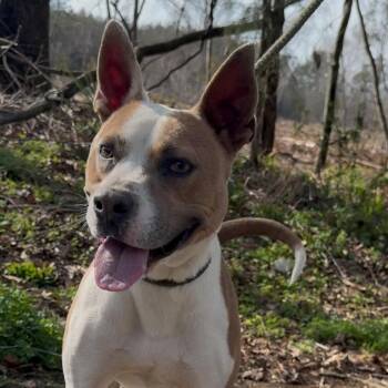 Bodie Boggle -  Terrier and Mixed Breed Dog for Adoption in Riverwoods, Illinois - Bodie Boggle | PetCurious