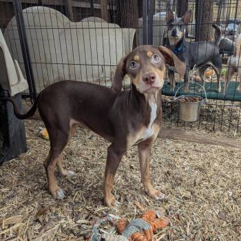 Miniature Pinscher Dogs Available for Adoption - Annabelle | PetCurious