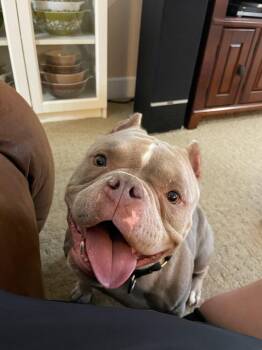 American Bully Dogs Available for Adoption - Peanut Butter | PetCurious