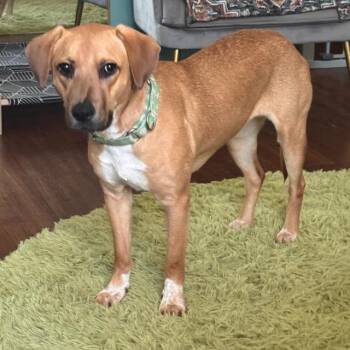 Ollie -  Labrador Retriever Dog for Adoption in Mooresville, North Carolina - Ollie | PetCurious