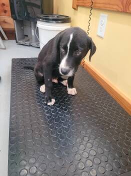 Roger -  Mixed Breed Dog for Adoption in Lawrenceburg, Tennessee - Roger | PetCurious