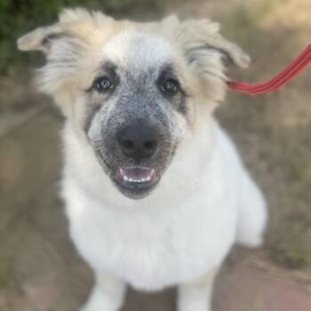 Bambi -  Great Pyrenees and Mixed Breed Dog for Adoption in Riverside, California - Bambi | PetCurious