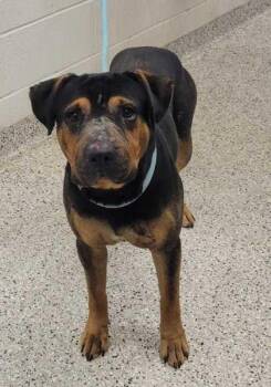 Mixed Breed Dogs Available for Adoption in Kansas City, Missouri - Lovebug | PetCurious