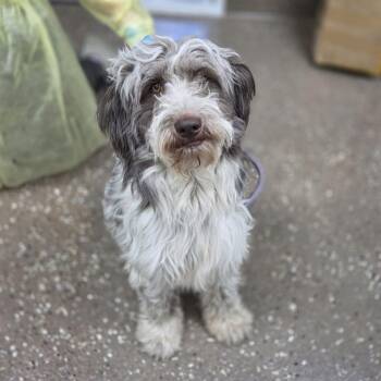 Sabbath -  Sheep Dog and Mixed Breed Dog for Adoption in Incline Village, Nevada - Sabbath | PetCurious