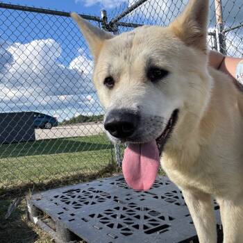 Rescue Akita Dogs for Adoption in Hartford City, Indiana - Milo | PetCurious