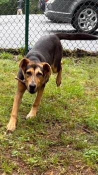 Shepherd Dogs Available for Adoption in Little Rock, Arkansas - Holly | PetCurious
