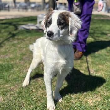 Newfoundland Dog and Standard Poodle Dogs Available for Adoption in Northbrook, Illinois - Gabriella Montez | PetCurious