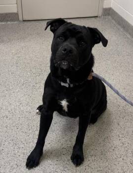 Big Mac -  American Staffordshire Terrier and Mixed Breed Dog for Adoption in Fishers, Indiana - Big Mac | PetCurious