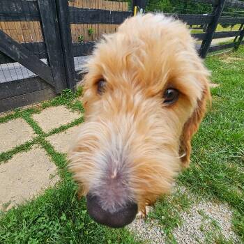 Shaggy 6-7-2026 -  Goldendoodle Dog for Adoption in Louisville, Kentucky - Shaggy 6-7-2026 | PetCurious