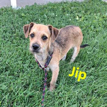 Jip -  Terrier Dog for Adoption in Clinton, Missouri - Jip | PetCurious