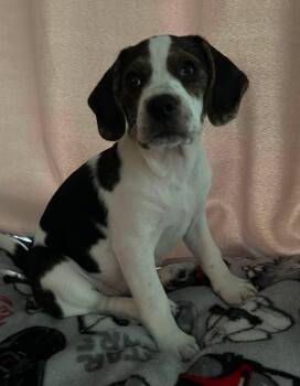 Vegas -  Beagle Dog for Adoption in Crystal Lake, Illinois - Vegas | PetCurious