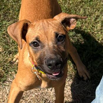 Mitzi -  Mixed Breed Dog for Adoption in Kennebunk, Maine - Mitzi | PetCurious