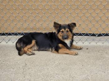 Rescue Cardigan Welsh Corgi Dogs for Adoption in Muldrow, Oklahoma - Dakota | PetCurious