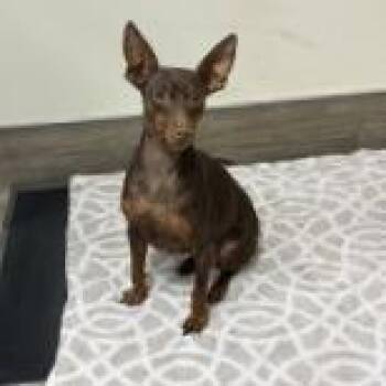 Miniature Pinscher and Mixed Breed Dogs Available for Adoption in Pasadena, California - Paris | PetCurious