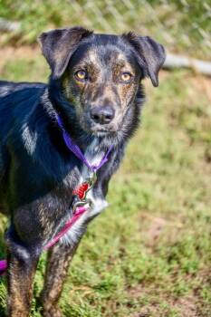 Liza -  Australian Shepherd Dog for Adoption in Valparaiso, Indiana - Liza | PetCurious