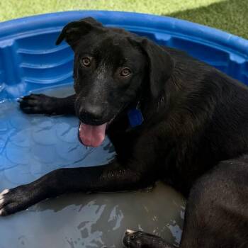 Stone -  Labrador Retriever Dog for Adoption in San Diego, California - Stone | PetCurious