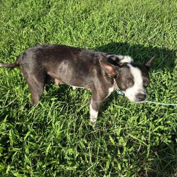 Gloria -  Boston Terrier and Mixed Breed Dog for Adoption in Kansas City, Missouri - Gloria | PetCurious