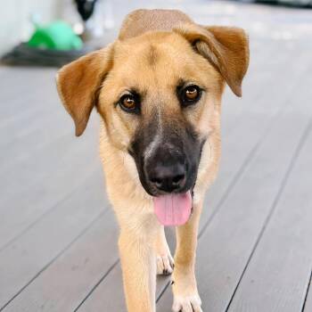 Valley -  Anatolian Shepherd and Black Mouth Cur Dog for Adoption in Enid, Oklahoma - Valley | PetCurious
