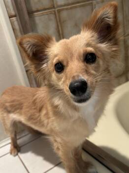 FOXY GIRL -  Pomeranian Dog for Adoption in El Cajon, California - FOXY GIRL | PetCurious