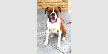 Rescue Boxer Dogs for Adoption in Hewitt, Texas - Simba II | PetCurious