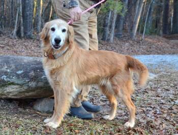 Golden Retriever Dogs Available for Adoption - Ruby | PetCurious