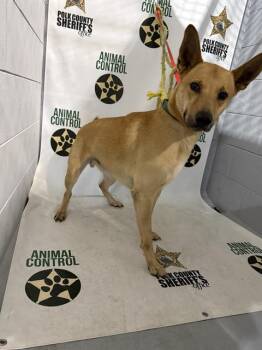 CRICKET -  Carolina Dog and Mixed Breed Dog for Adoption in Winter Haven, Florida - CRICKET | PetCurious