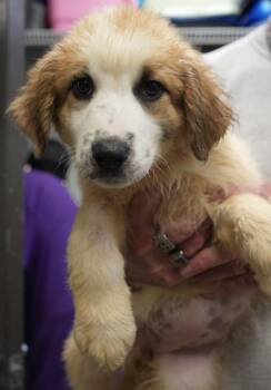 Rescue Great Pyrenees Dogs for Adoption in Jenkintown, Pennsylvania - Penny | PetCurious