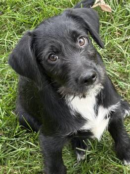Radley -  Terrier Dog for Adoption in Stuarts Draft, Virginia - Radley | PetCurious