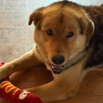 Prince -  German Shepherd Dog and Mixed Breed Dog for Adoption in Hawkestone, Ontario - Prince | PetCurious