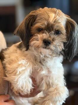 Shih Tzu Dogs Available for Adoption in Monticello, Minnesota - Luna | PetCurious