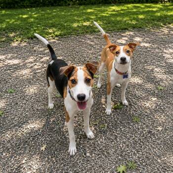 Mixed Breed Dogs Available for Adoption in Hopkinton, Massachusetts - Bruno | PetCurious