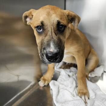 Mixed Breed Dogs Available for Adoption in Martinsville, Virginia - Squibble | PetCurious