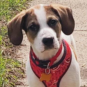 Labrador Retriever and Great Pyrenees Dogs Available for Adoption in Normal, Illinois - Midas | PetCurious
