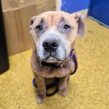 Benjamin -  Terrier Dog for Adoption in Wahiawa, Hawaii - Benjamin | PetCurious
