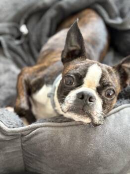 Boston Terrier Dogs Available for Adoption - Pumpkin | PetCurious