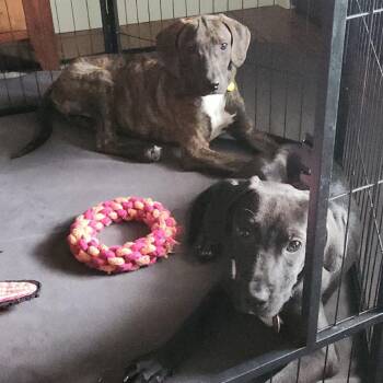 Rosalyn -  Mountain Cur and Black Labrador Retriever Dog for Adoption in Normal, Illinois - Rosalyn | PetCurious