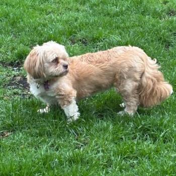 Lhasa Apso Dogs Available for Adoption in Minneapolis, Minnesota - Lark | PetCurious