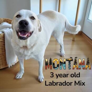 Rescue Labrador Retriever and Great Pyrenees Dogs for Adoption in Nicholasville, Kentucky - Montana | PetCurious