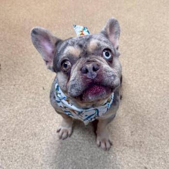 Archie -  French Bulldog Dog for Adoption in Valparaiso, Indiana - Archie | PetCurious