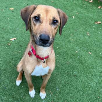 Rescue Hound Dogs for Adoption - Little Boy (LB) | PetCurious
