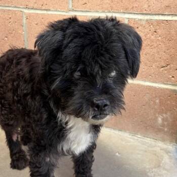 Chester -  Maltese and Poodle Dog for Adoption in Goleta, California - Chester | PetCurious