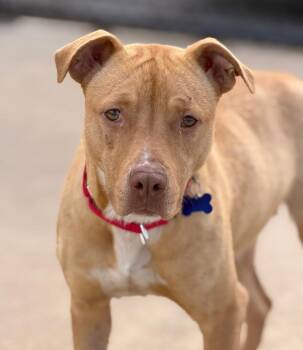 Terrier Dogs Available for Adoption in Columbia, Illinois - Waffles | PetCurious