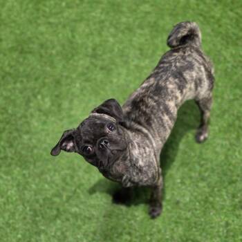 Pita BW -  Pug Dog for Adoption in Austin, Texas - Pita BW | PetCurious