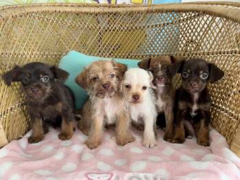 Dachshund and Chihuahua Dogs Available for Adoption - Latte | PetCurious