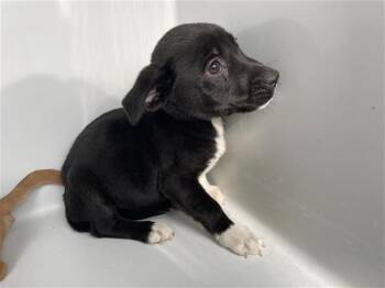 Pit Bull Terrier and Mixed Breed Dogs Available for Adoption in Houston, Texas - A655675 | PetCurious