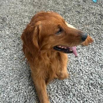 Cooper Bren -  Golden Retriever Dog for Adoption in Louisville, Kentucky - Cooper Bren | PetCurious