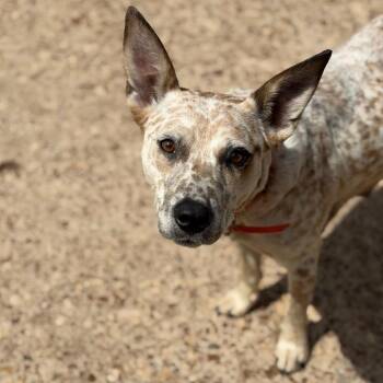 Cattle Dog Dogs Available for Adoption in Fort Smith, Arkansas - Pippi | PetCurious