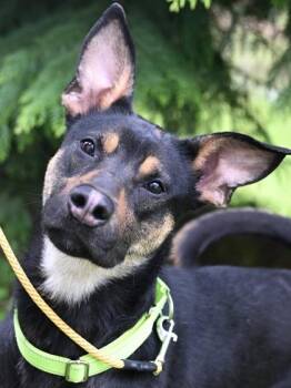 Roxy -  Australian Kelpie Dog for Adoption in Florence, Oregon - Roxy | PetCurious