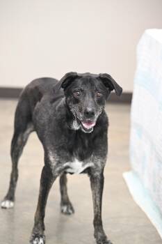 Rescue Black Labrador Retriever and Mountain Cur Dogs for Adoption - Survy | PetCurious